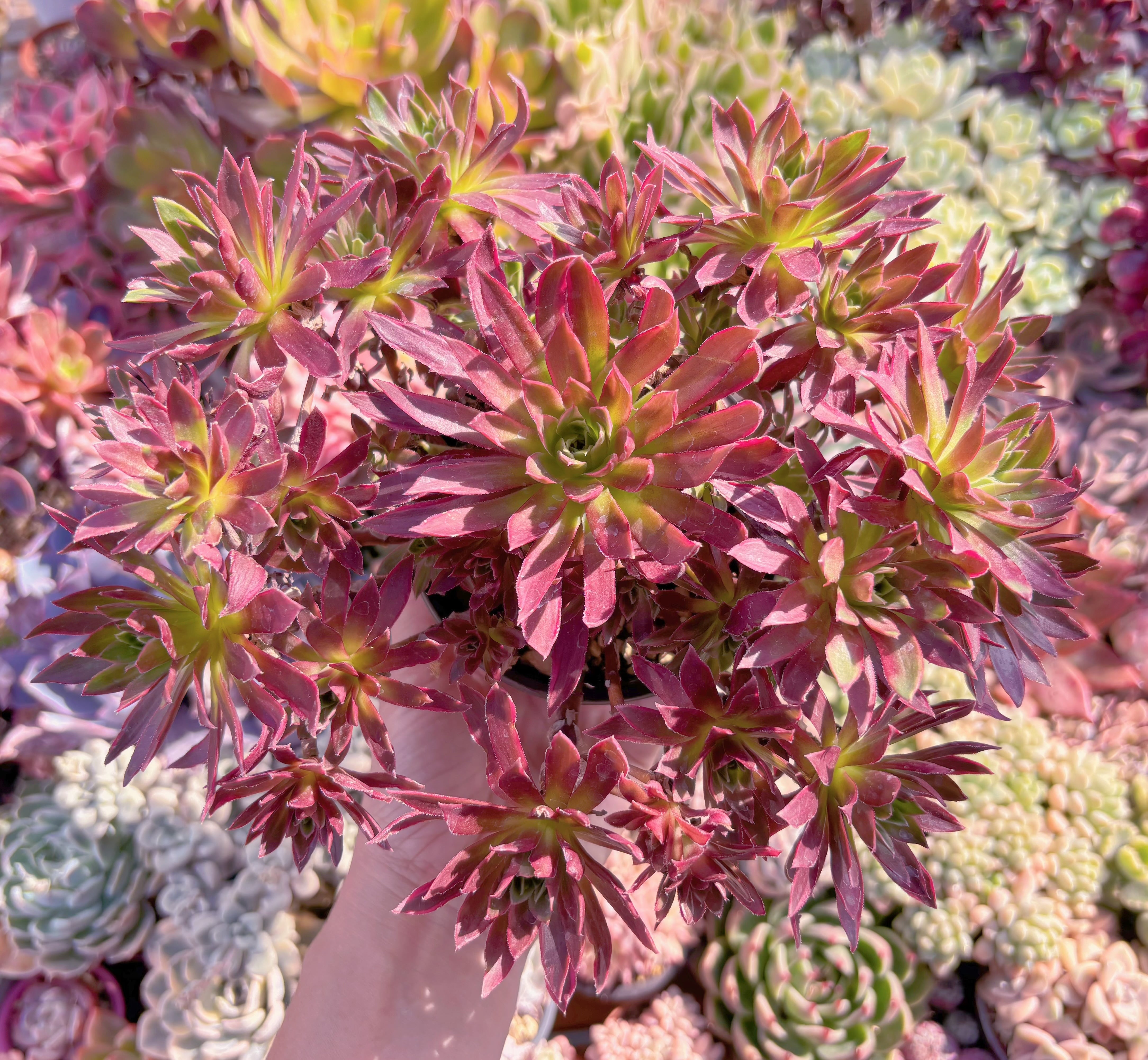 現品　鳳凰錦#062　特大群生　新入荷　るる農園