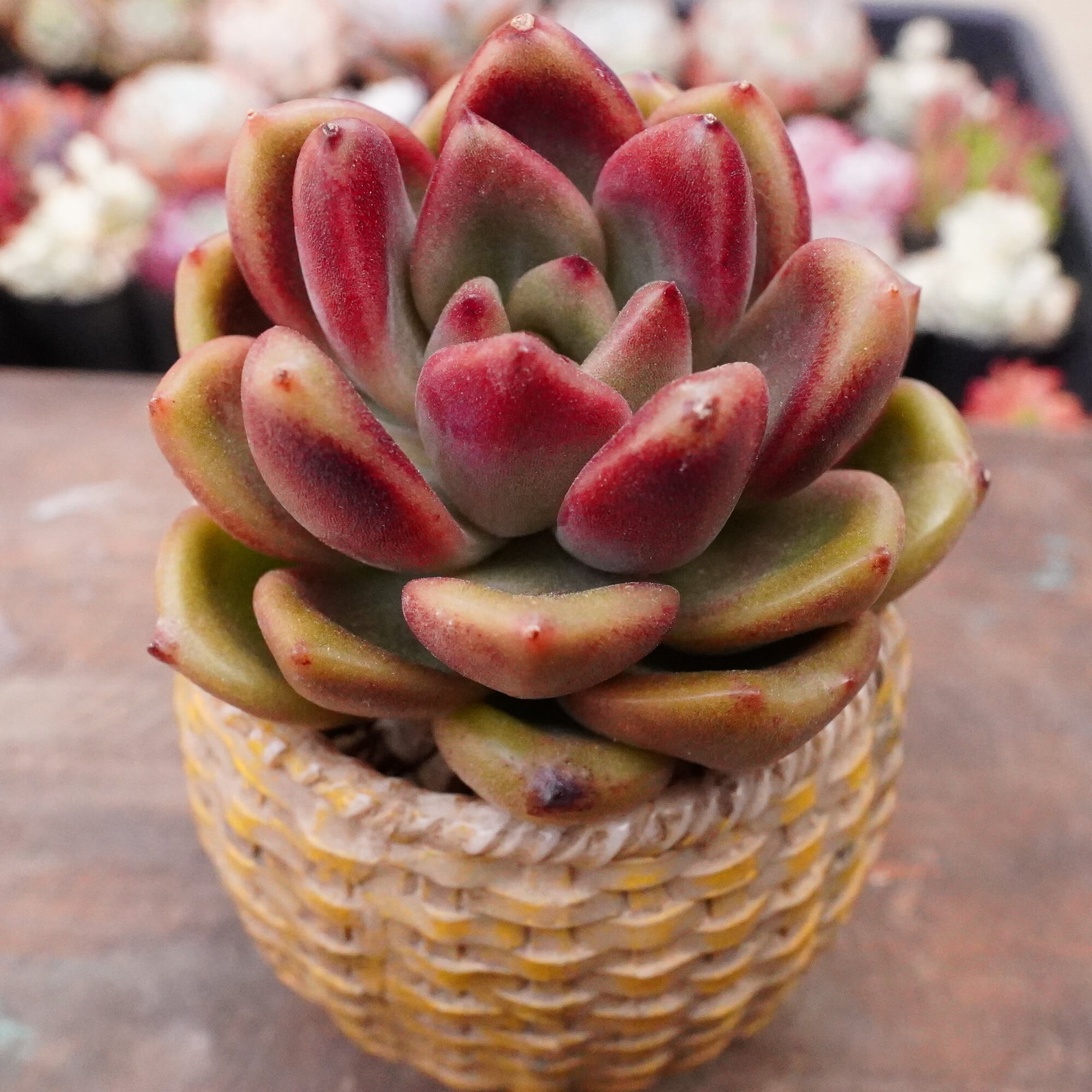 2225現物 多肉植物 新品種 ピンクパール 抜き苗 | Pay ID