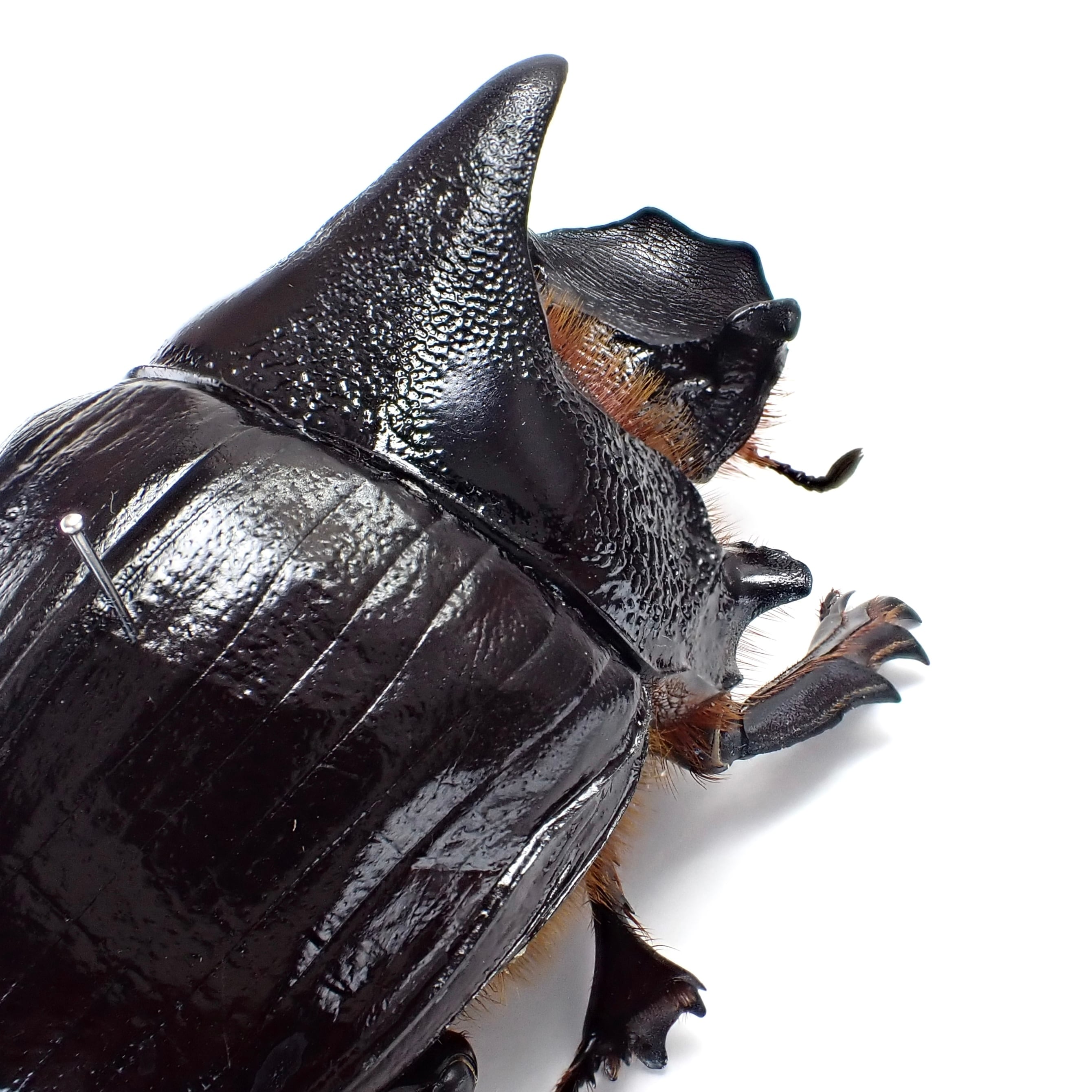 タイ産 Heliocopris dominus ♂♀ 63mm/63mm | 昆虫標本 Diggers & Rollers