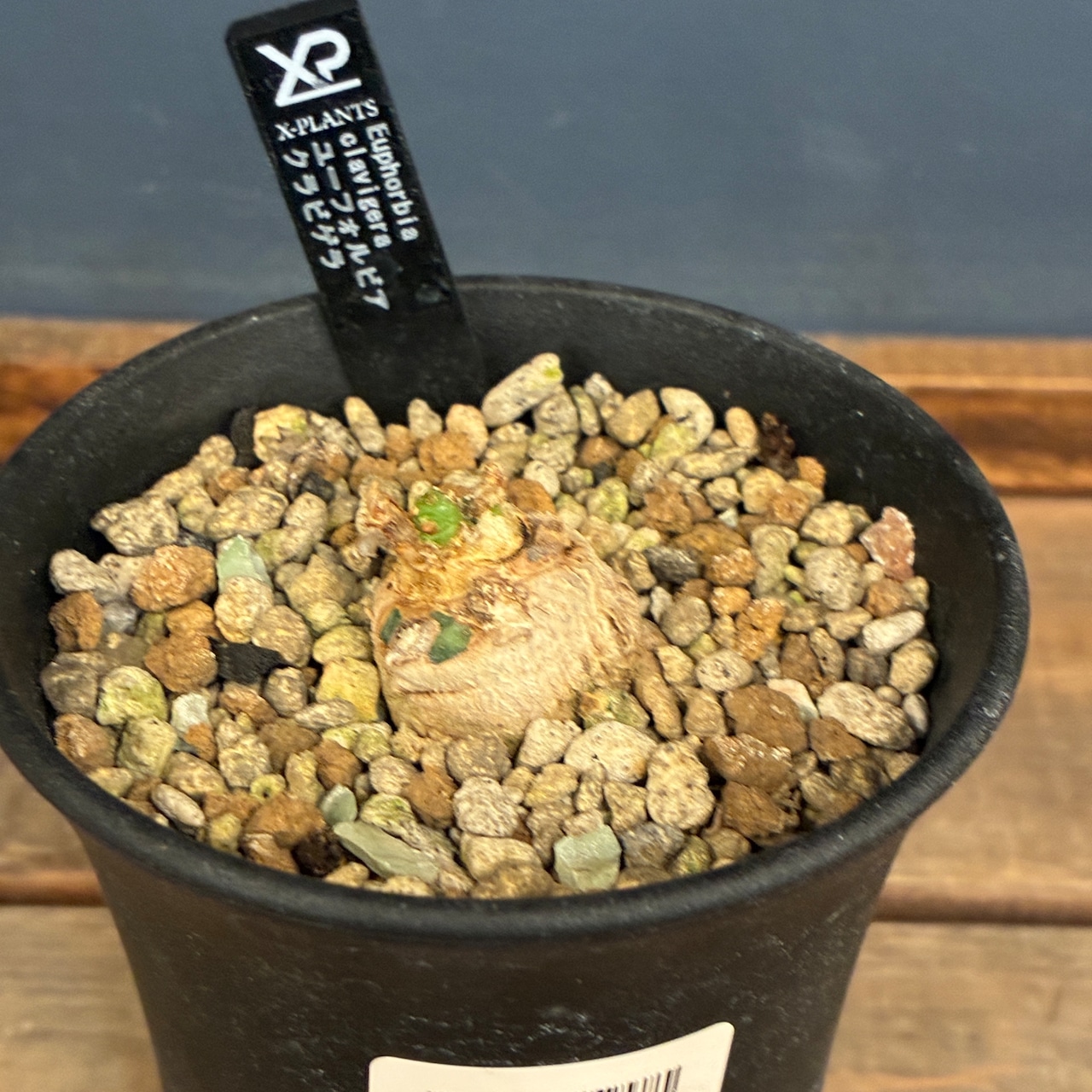 【クリアランスセール対象商品】ユーフォルビア　クラビゲラ【774】【再撮影】【▼】