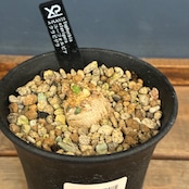 【クリアランスセール対象商品】ユーフォルビア　クラビゲラ【774】【再撮影】【▼】