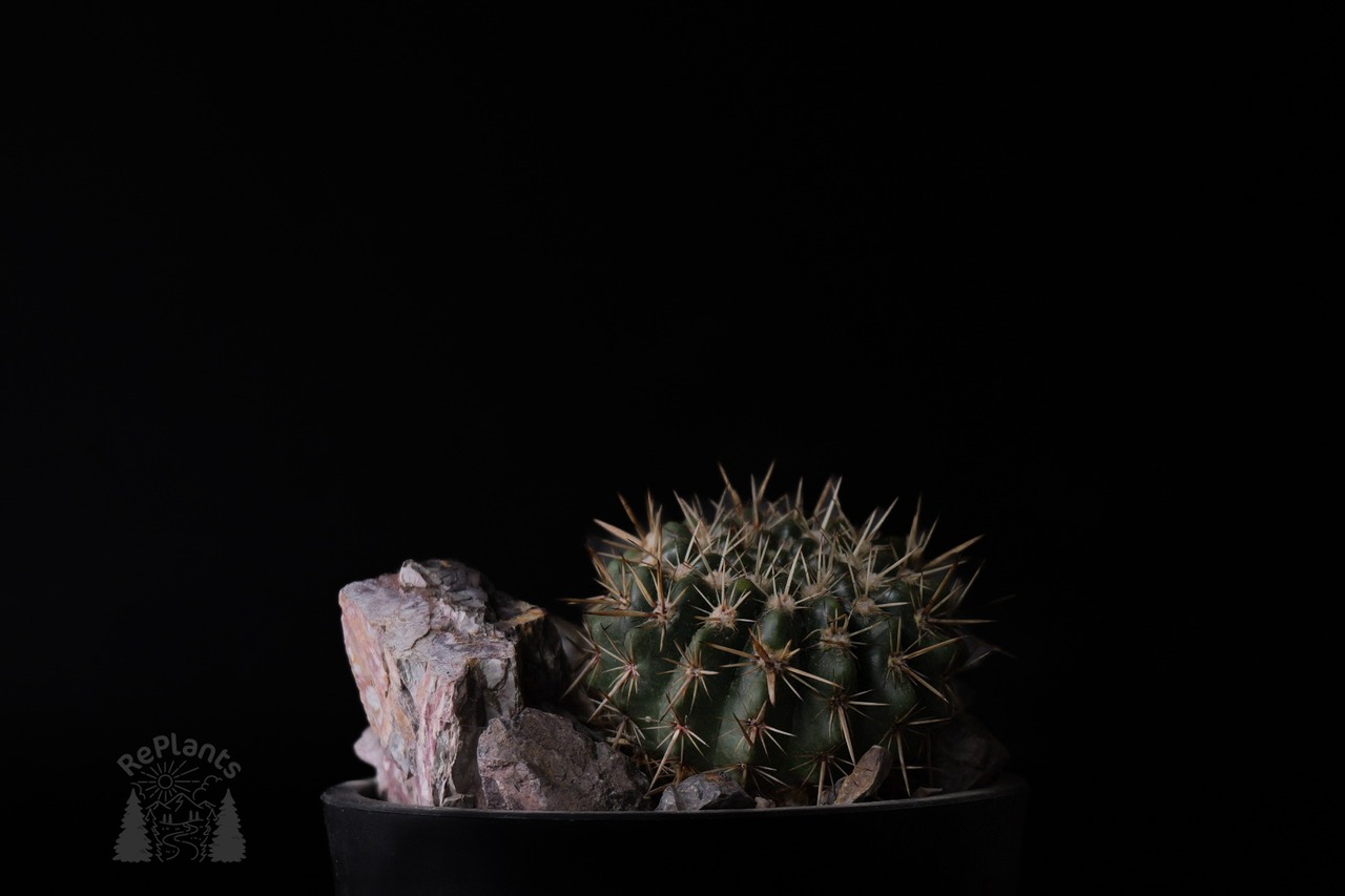 Notocactus submammulosus｜獅子王丸