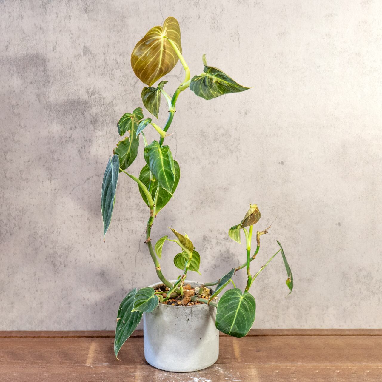 フィロデンドロン・ミカンス|光で変わるビロードの葉が美しいツル性観葉植物【手作りモルタル鉢/ビロードカズラ】