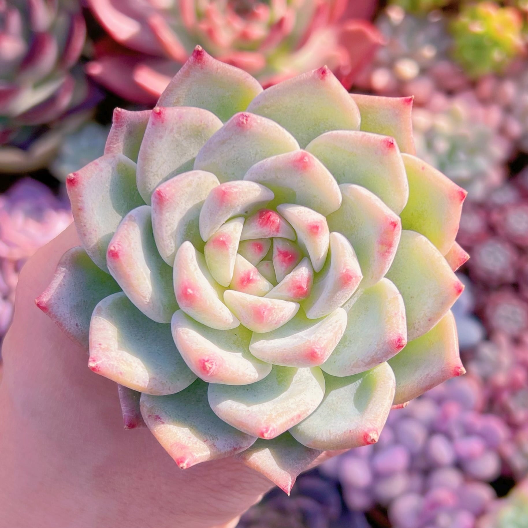 多肉植物　ホワイトラタム　大苗　新入荷