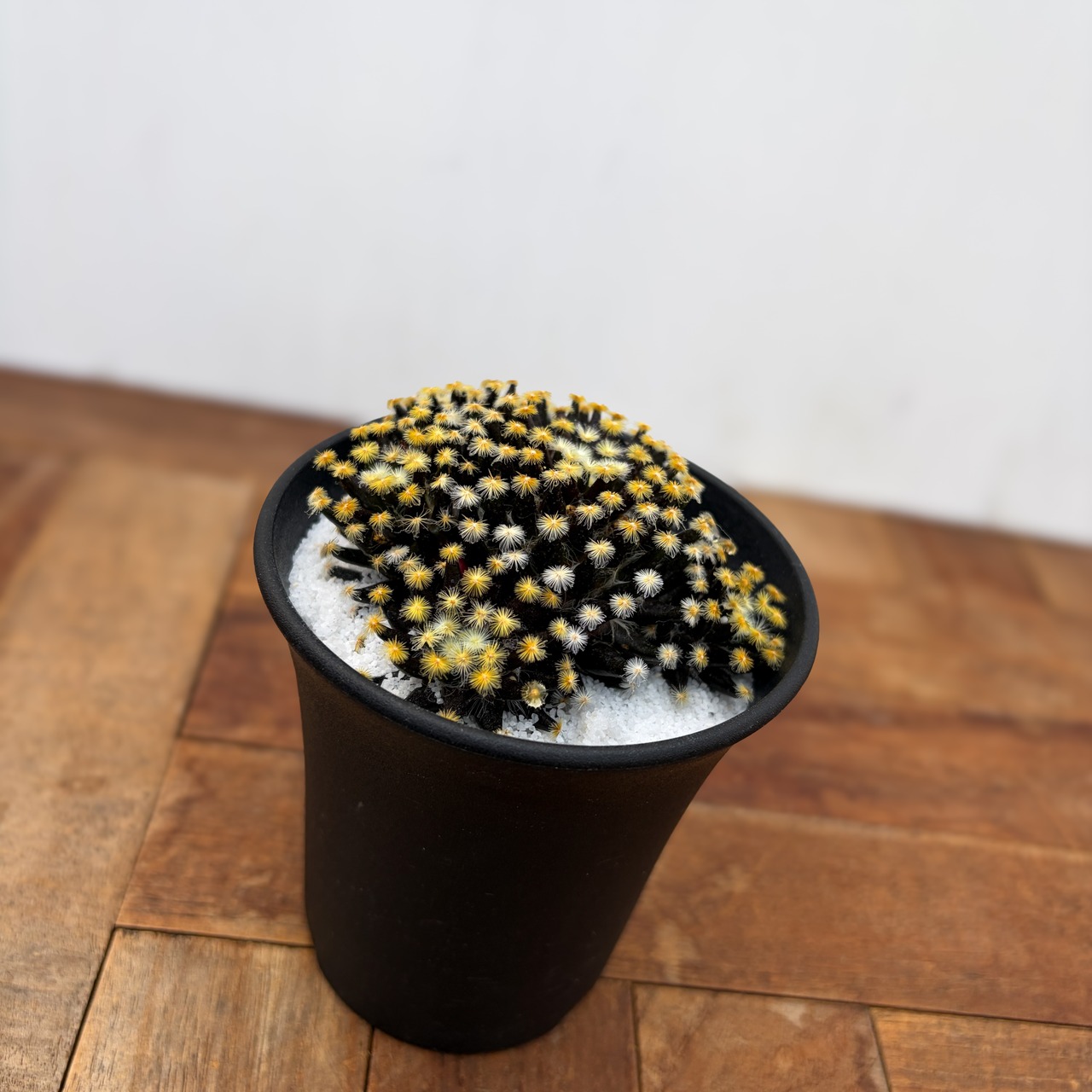 Mammillaria schiedeana【マミラリア・黒肌明星】