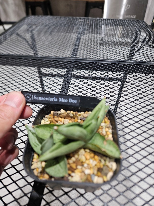 Sansevieria Mee Dee 【artPLANTs/PLANTS GARAGE】  サンスベリア/サンセベリア