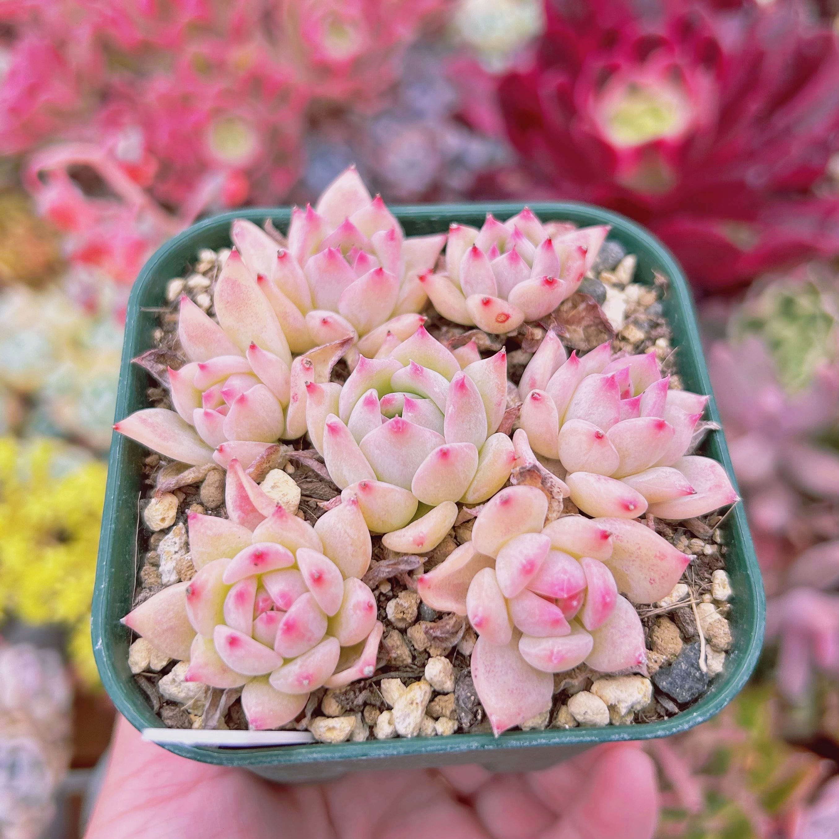 現物 多肉植物 AKマリア | るる農園~多肉植物専門