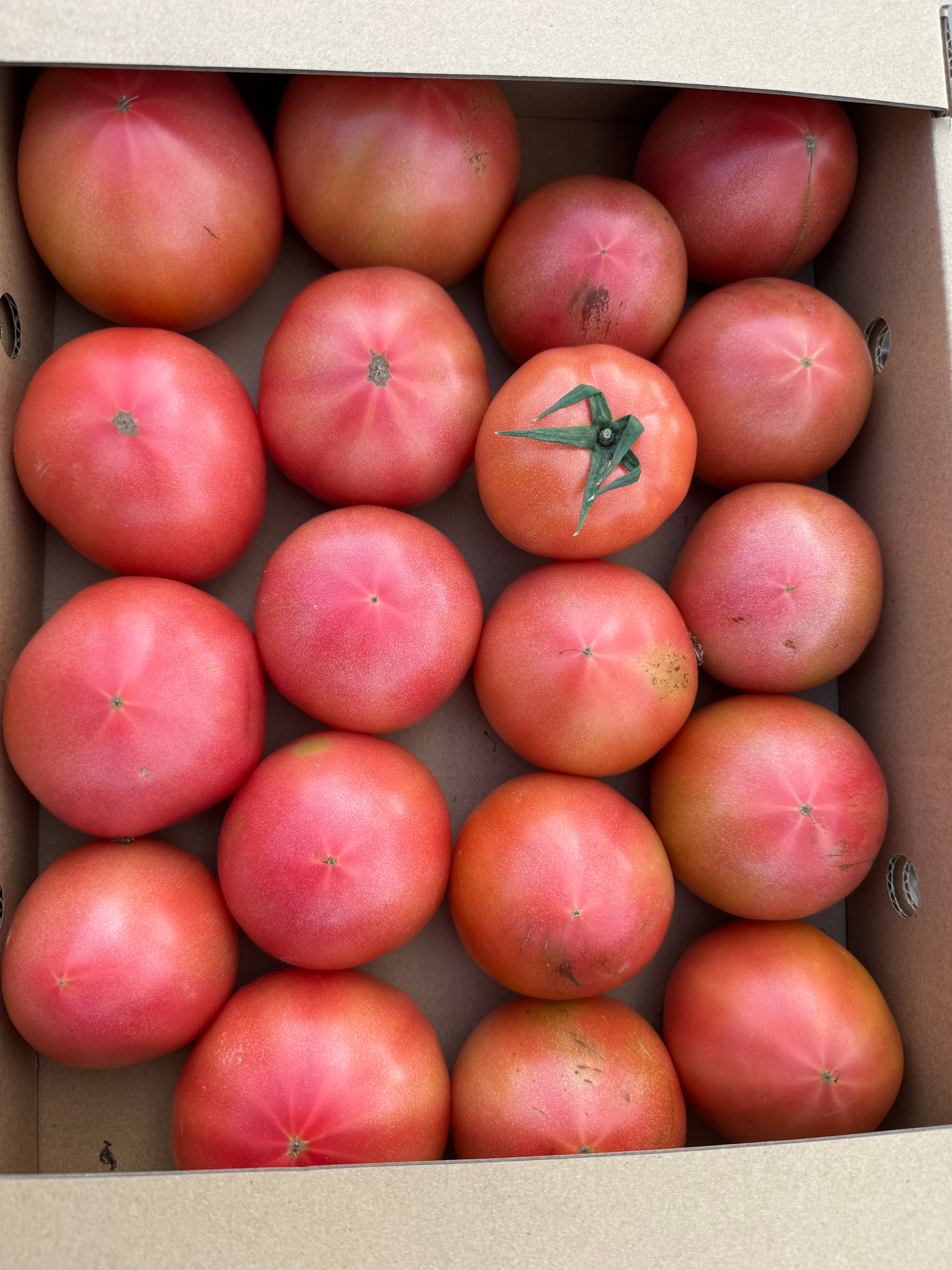 真っ青な少し訳ありトマト4Kg | 西村農園農家の嫁のお店