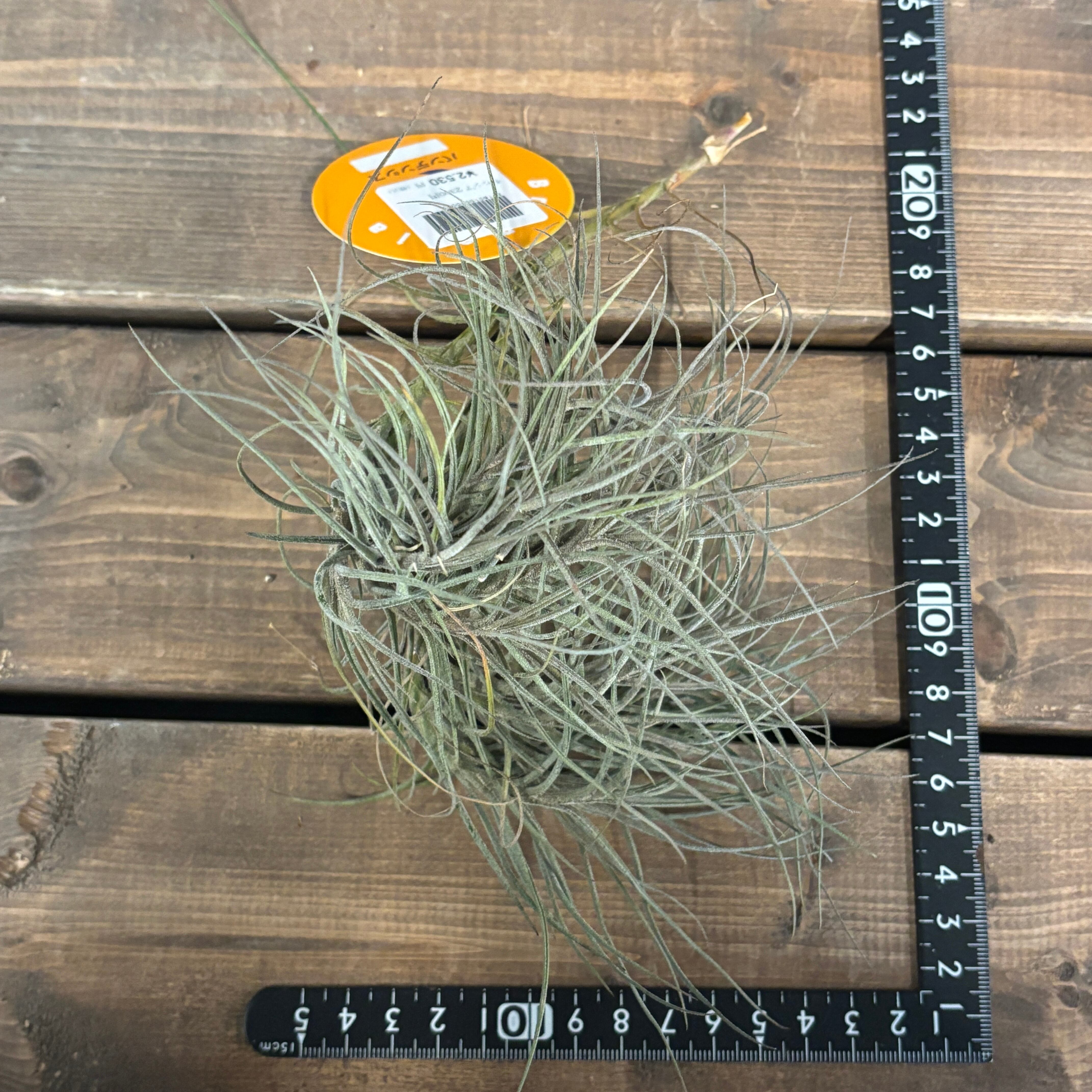 チランジア バンデンシス【369】 | PROTOLEAF プロトリーフ