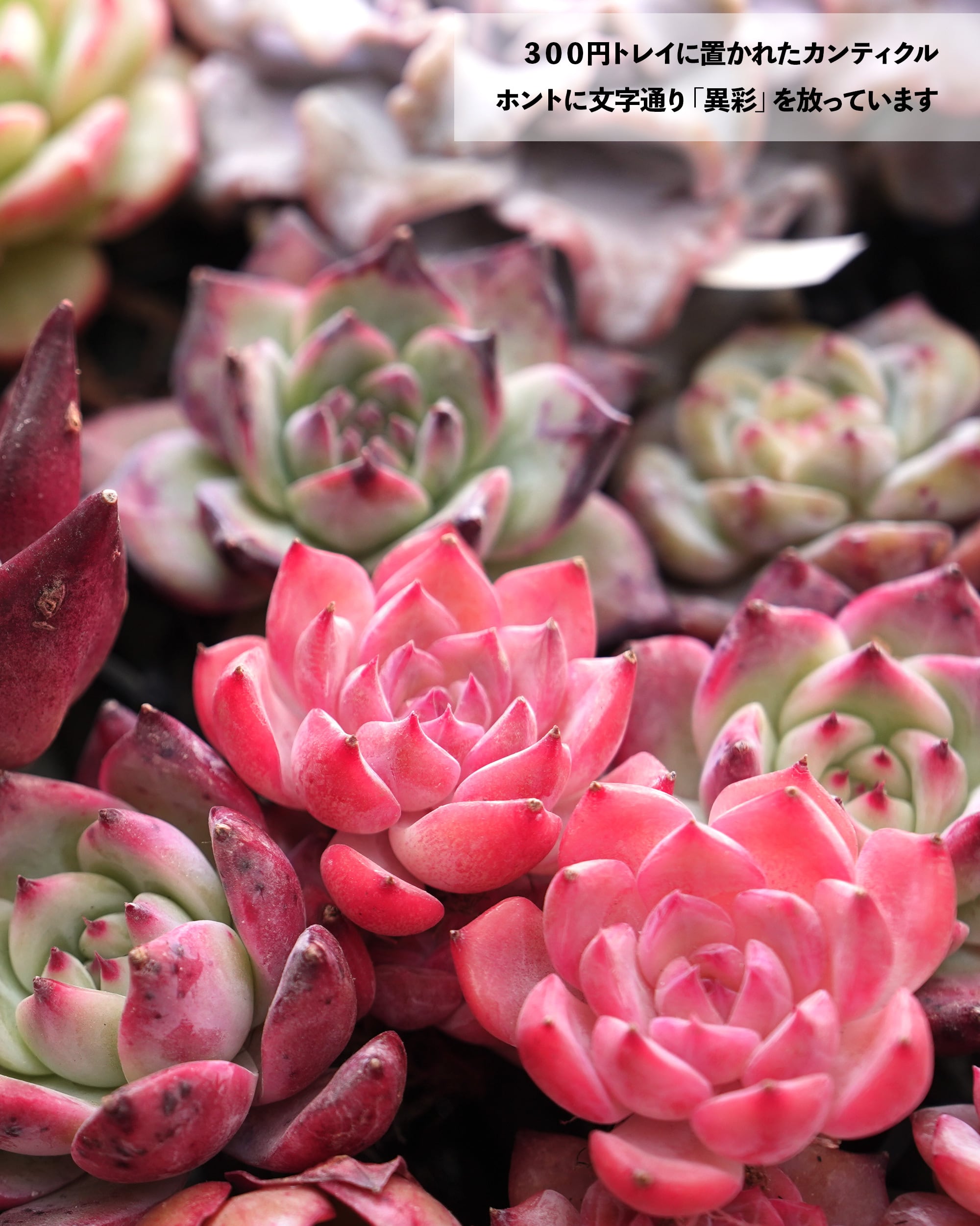 発根済カット苗 カンティクル Echeveria 'Canticle' | PUKUBOOK SUCCULENTS