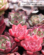 発根済カット苗 カンティクル Echeveria 'Canticle'