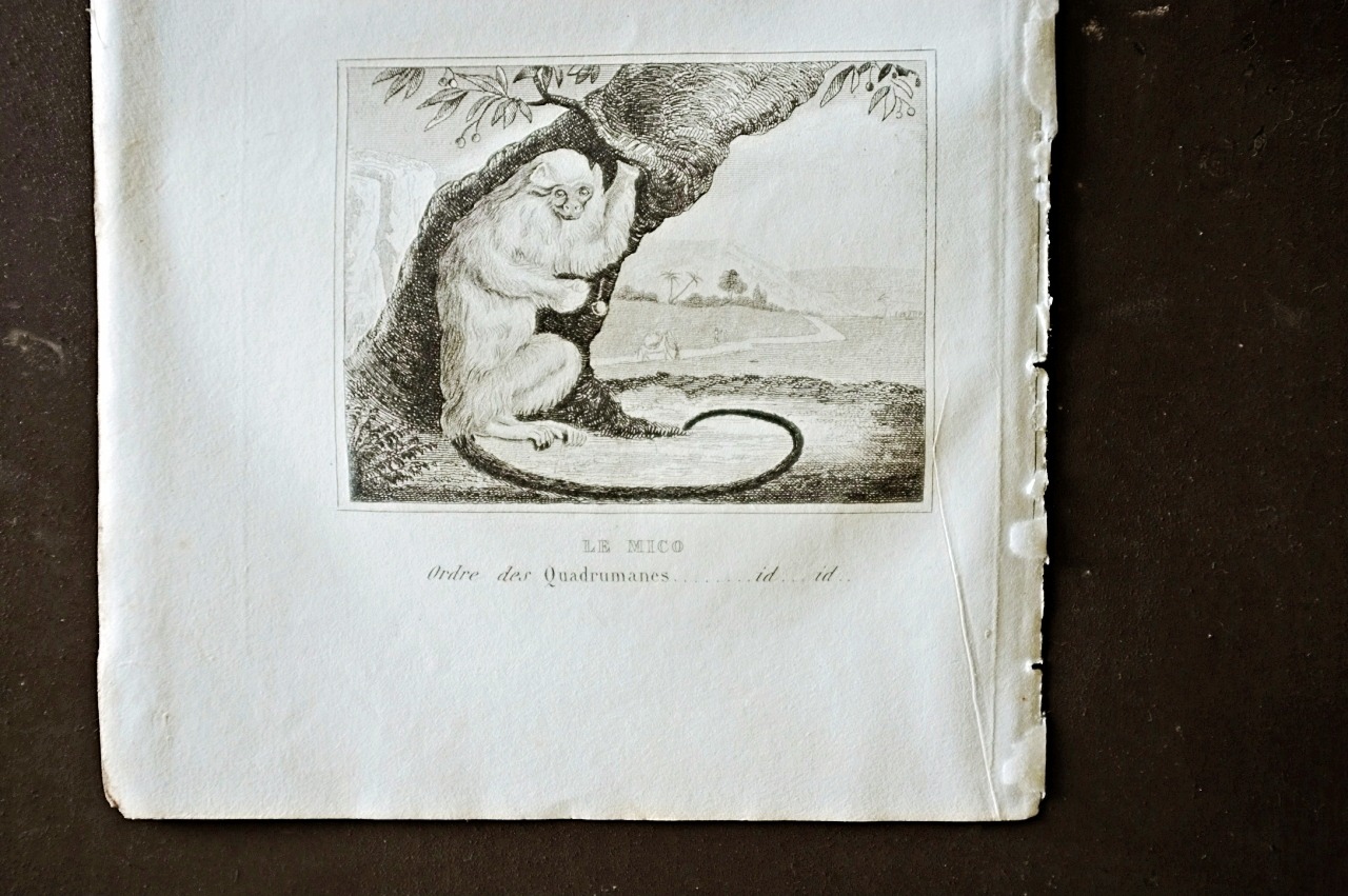 フランスアンティーク BUFFON 1835s ビュフォン伯爵による動物たちの博物画 ワタボウシタマリン  シルバーマーモセット