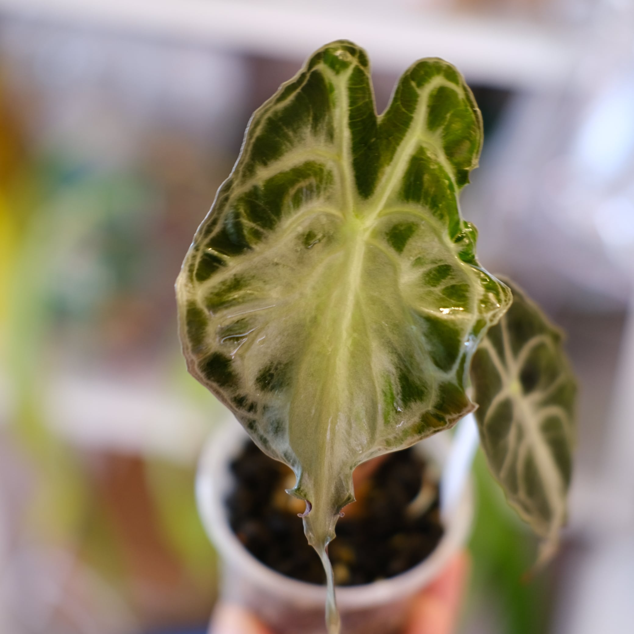 Alocasia 'Venom'│アロカシア・ヴェノム⑤│観葉植物 | tokyoplants