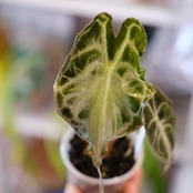 Alocasia ‘Venom’│アロカシア・ヴェノム⑤│観葉植物