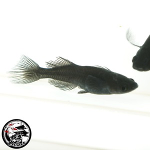 〖1ペア〗吽形メダカ 成魚 2.5～3cm｜改良メダカ・めだか販売・通販