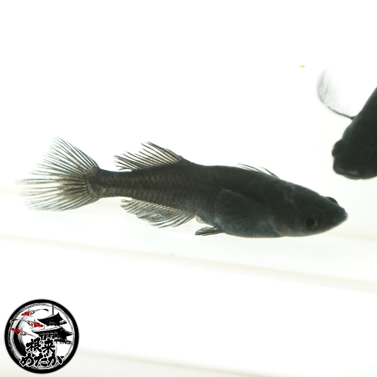 〖1ペア〗吽形メダカ 成魚 2.5～3cm｜改良メダカ・めだか販売・通販