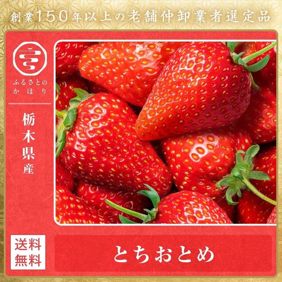 農家直送　とちおとめ　大粒いちご苗　30株セット 農家直送 とちおとめ 大粒いちご苗 30株しセット
