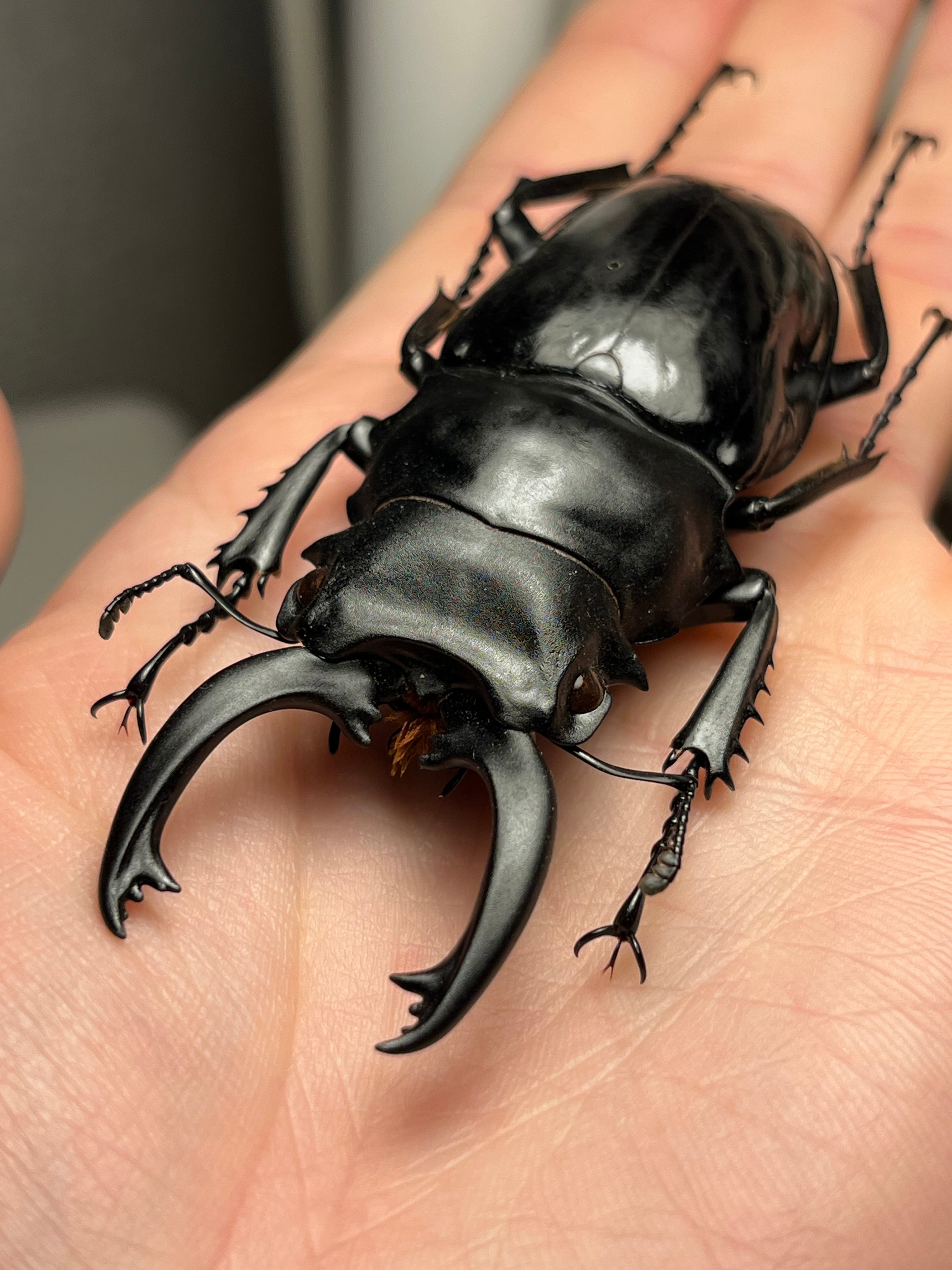 82mm】シバオニツヤクワガタ標本 スマトラヒラタ スマトラオオヒラタ