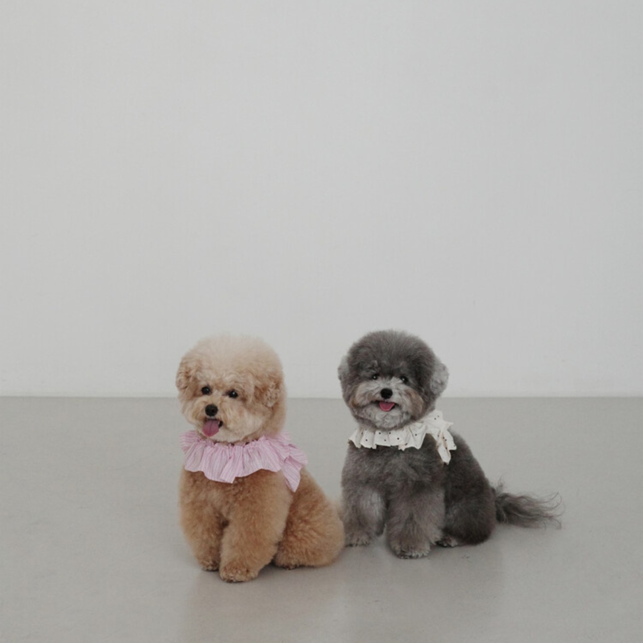 【予約】[ OHDIBS ] CAPENESS leash｜NO.19 _PINK STRIPE - 7