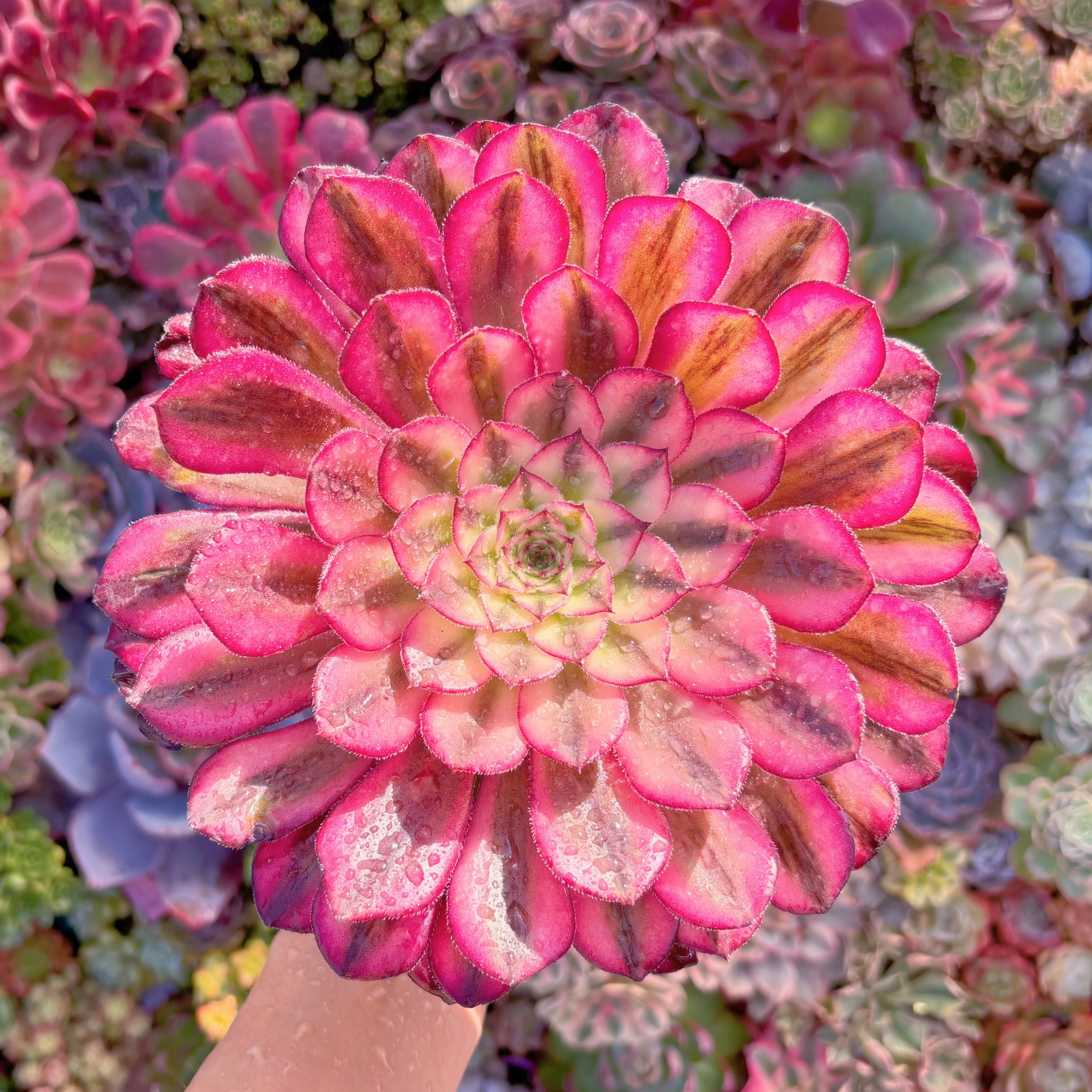 多肉植物　白月光　大苗　新入荷　るる農園