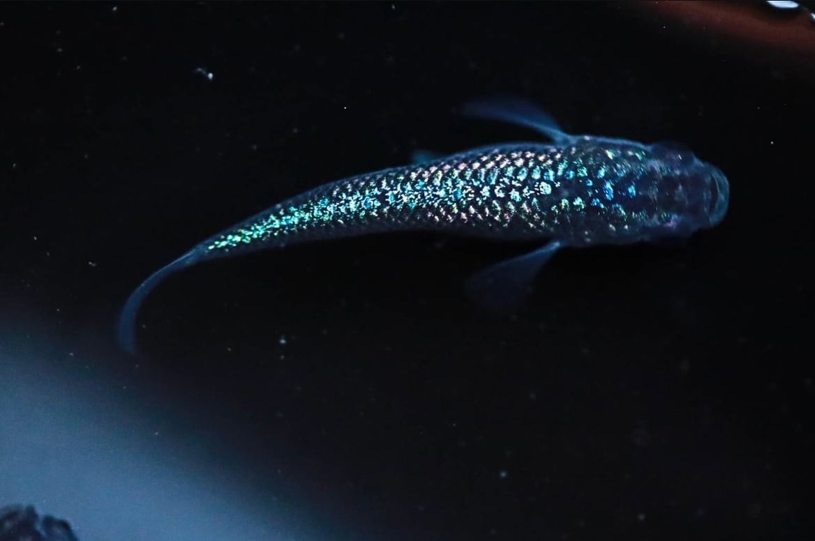 ☆三色ラメ 乾之 厳選稚魚 15匹＋α 新系統 ⁄ 三色