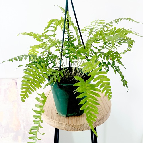 ポリポジウム ブルガーレ 観葉植物 絶滅危惧種