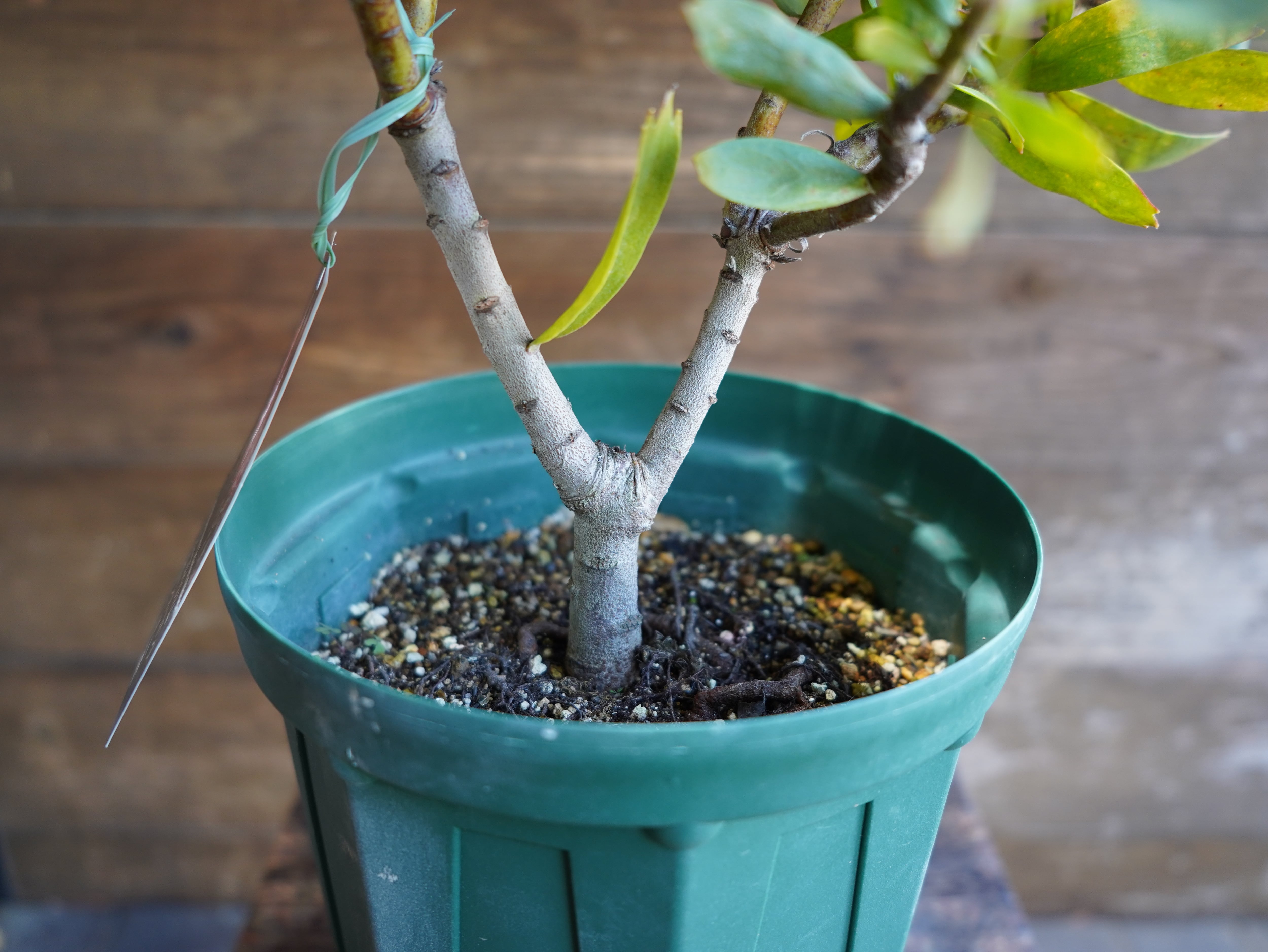 【現物】リューコスペルマム "スカーレットリボン"　