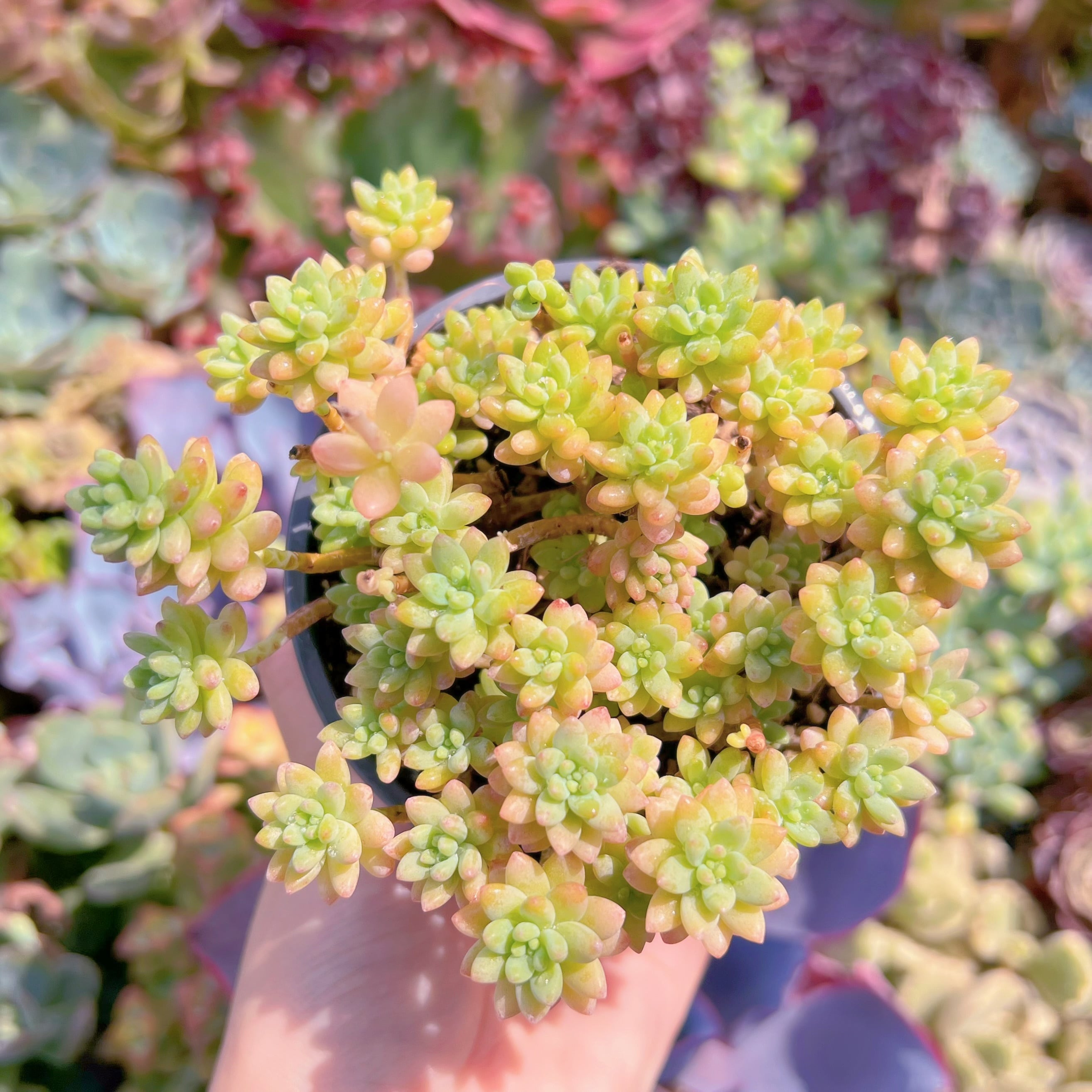 現品　Flower Group Variegata#M186　るる農園