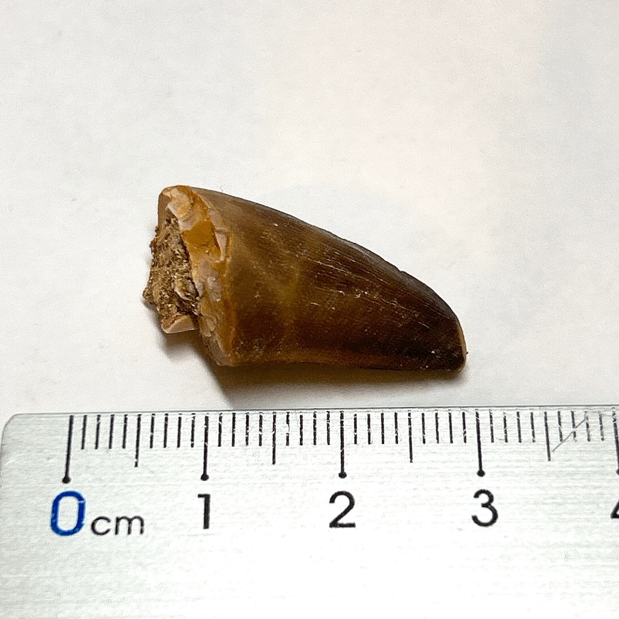 モササウルスの歯 化石標本 【公式通販】