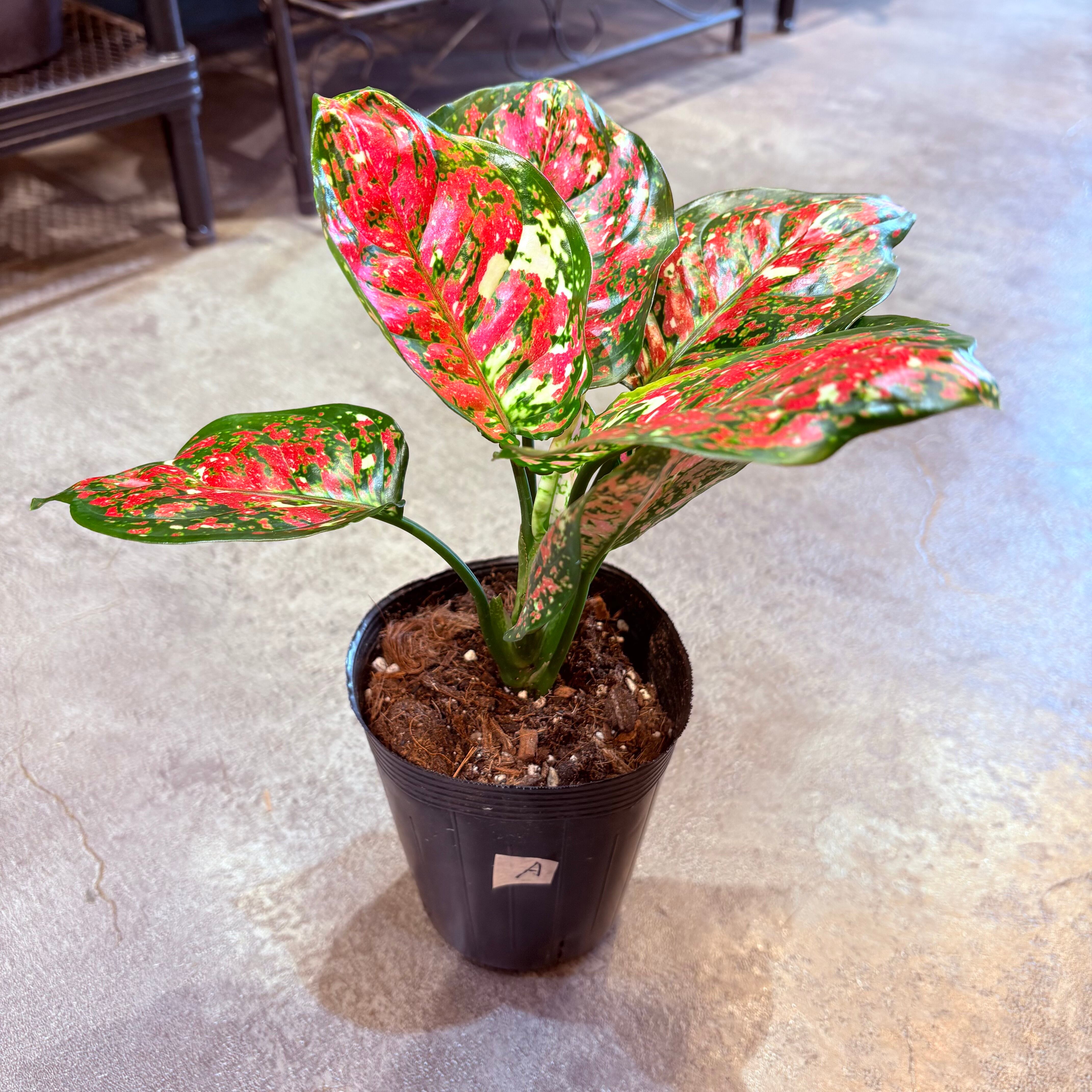 アグラオネマ アンヤマニートリカラー 3.5号 A | Green Vibes 宇都宮市