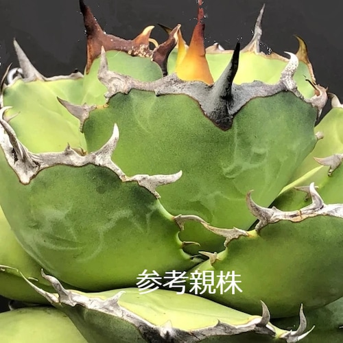 アガベ チタノタ アザラシ 海豹 CS4 agave titanota Compacta 'Seal'