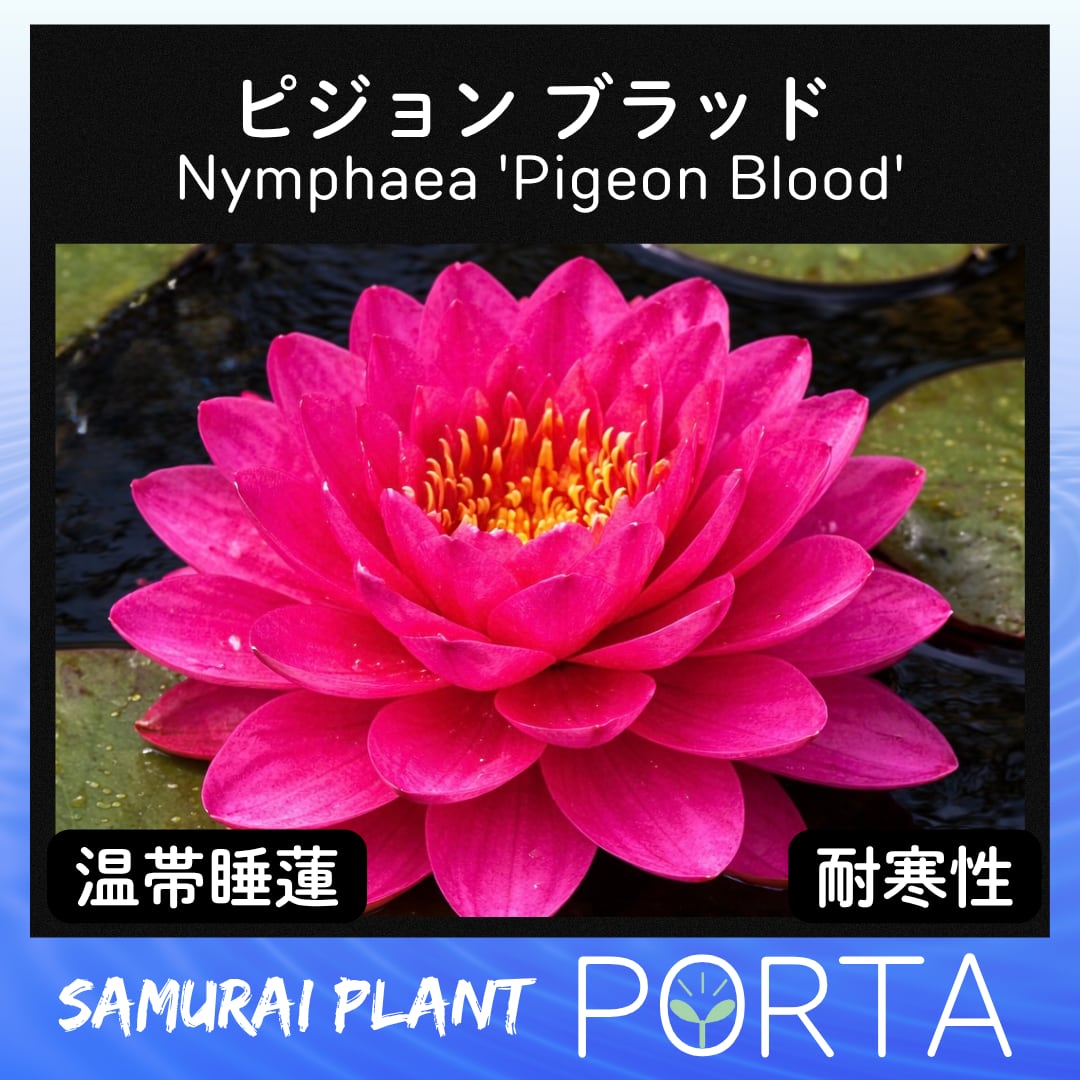 睡蓮 ピジョン ブラッド（無農薬）1株 | PORTA SHOP