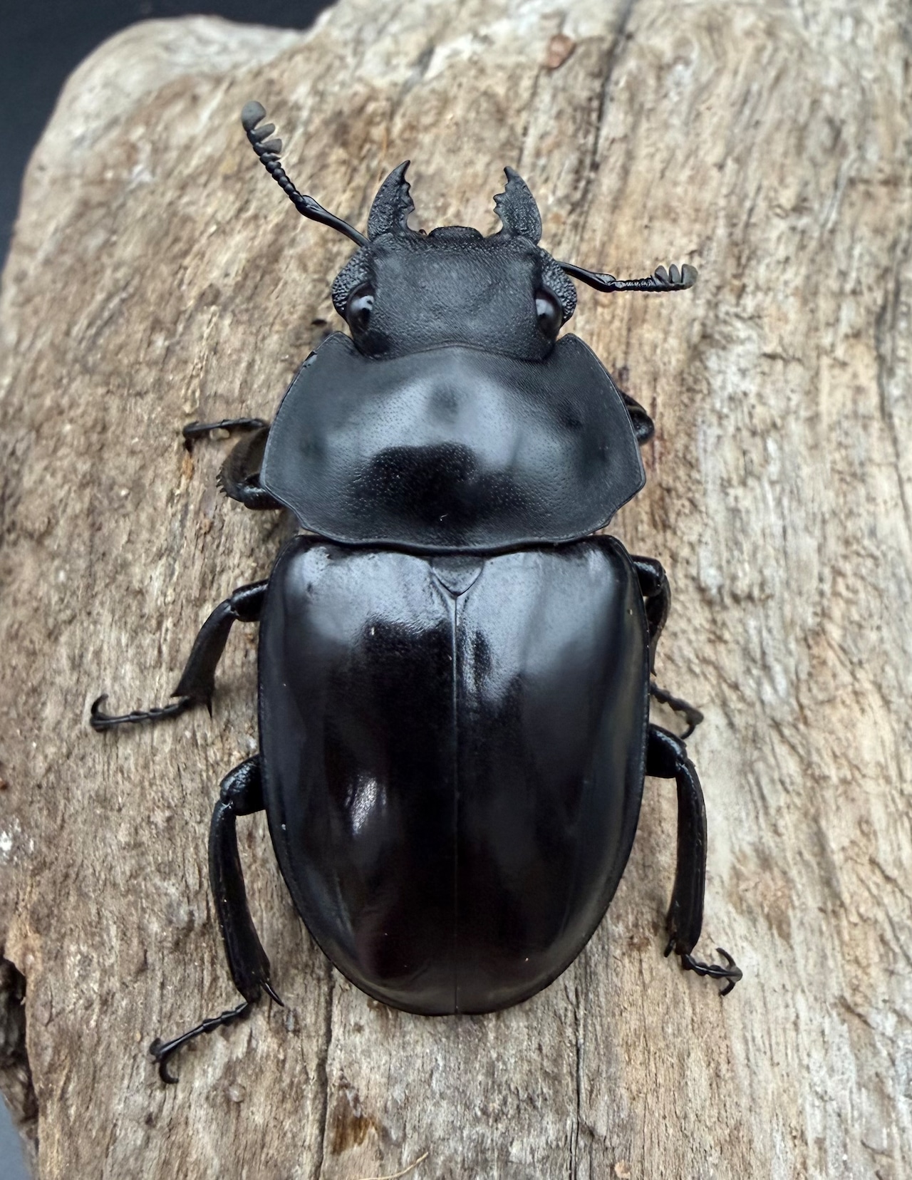 【WD】《ラティペニスツヤクワガタ 44mm ♀単》