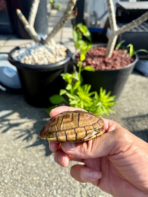 ホオアカドロガメ