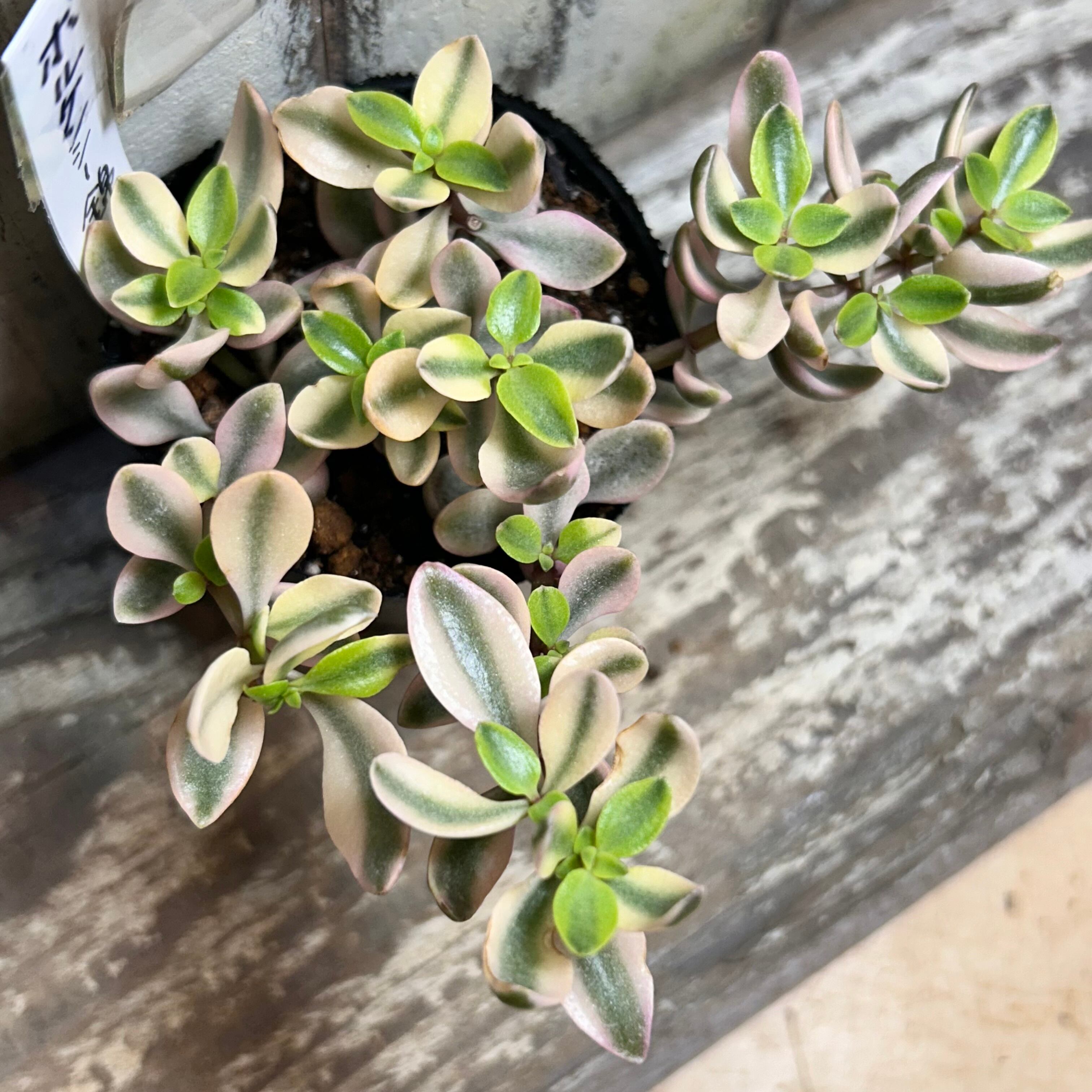 ボルケンシー錦 | RuPo 多肉植物専門店