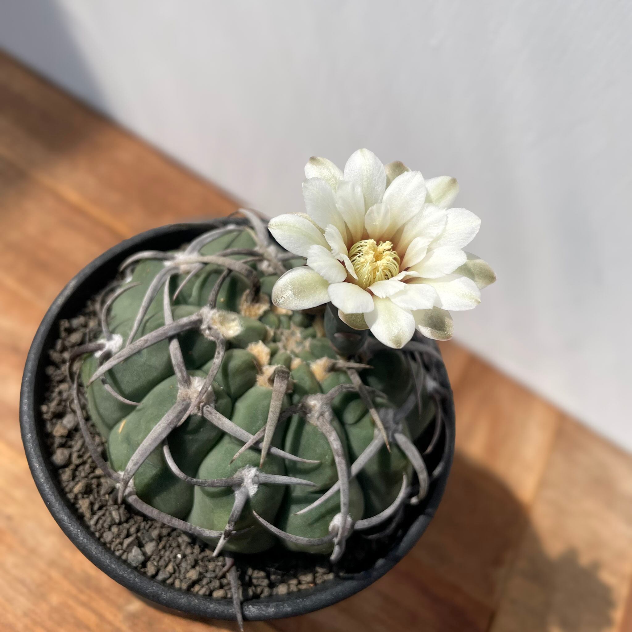 Gymnocalycium vatteri【ギムノカリキウム・狂棘バッテリー・実生