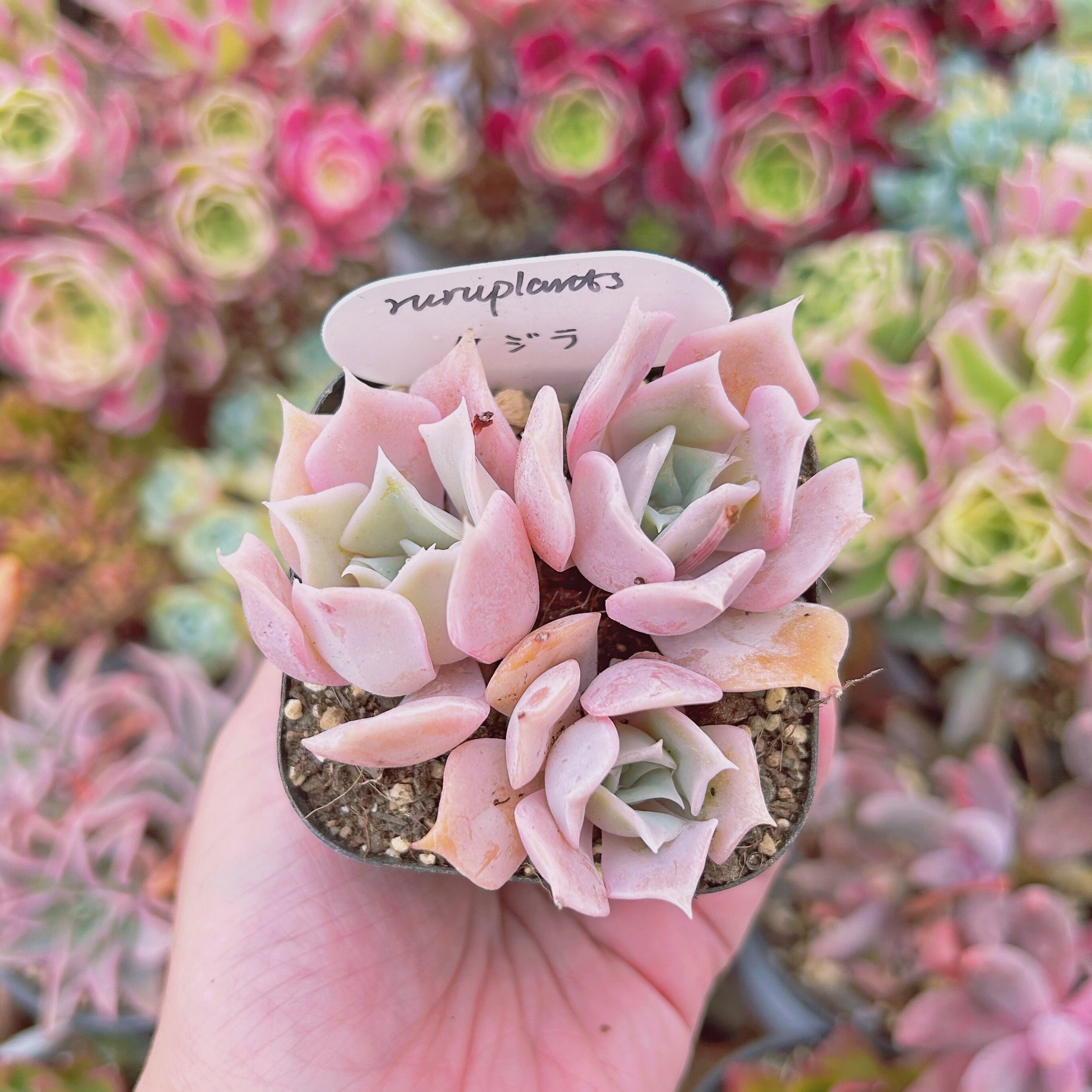 6a5493dba74b2dfe673fe9999783cd