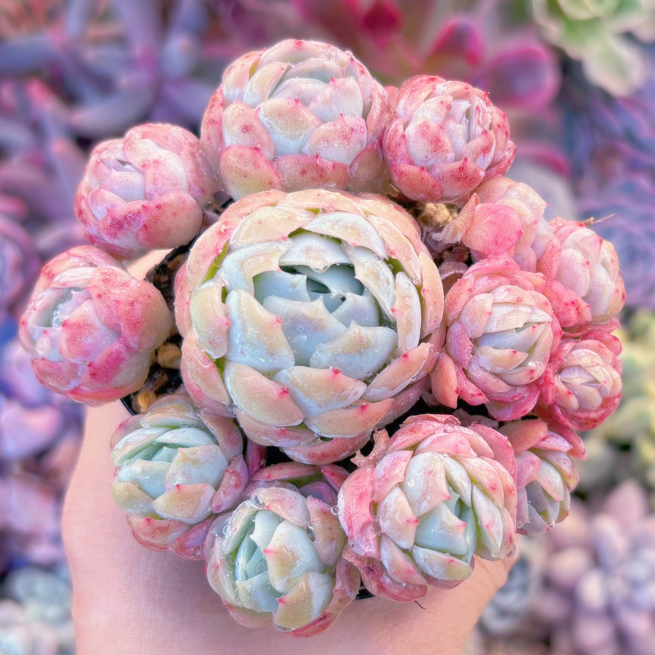 現品　クリームベリー#719　るる農園