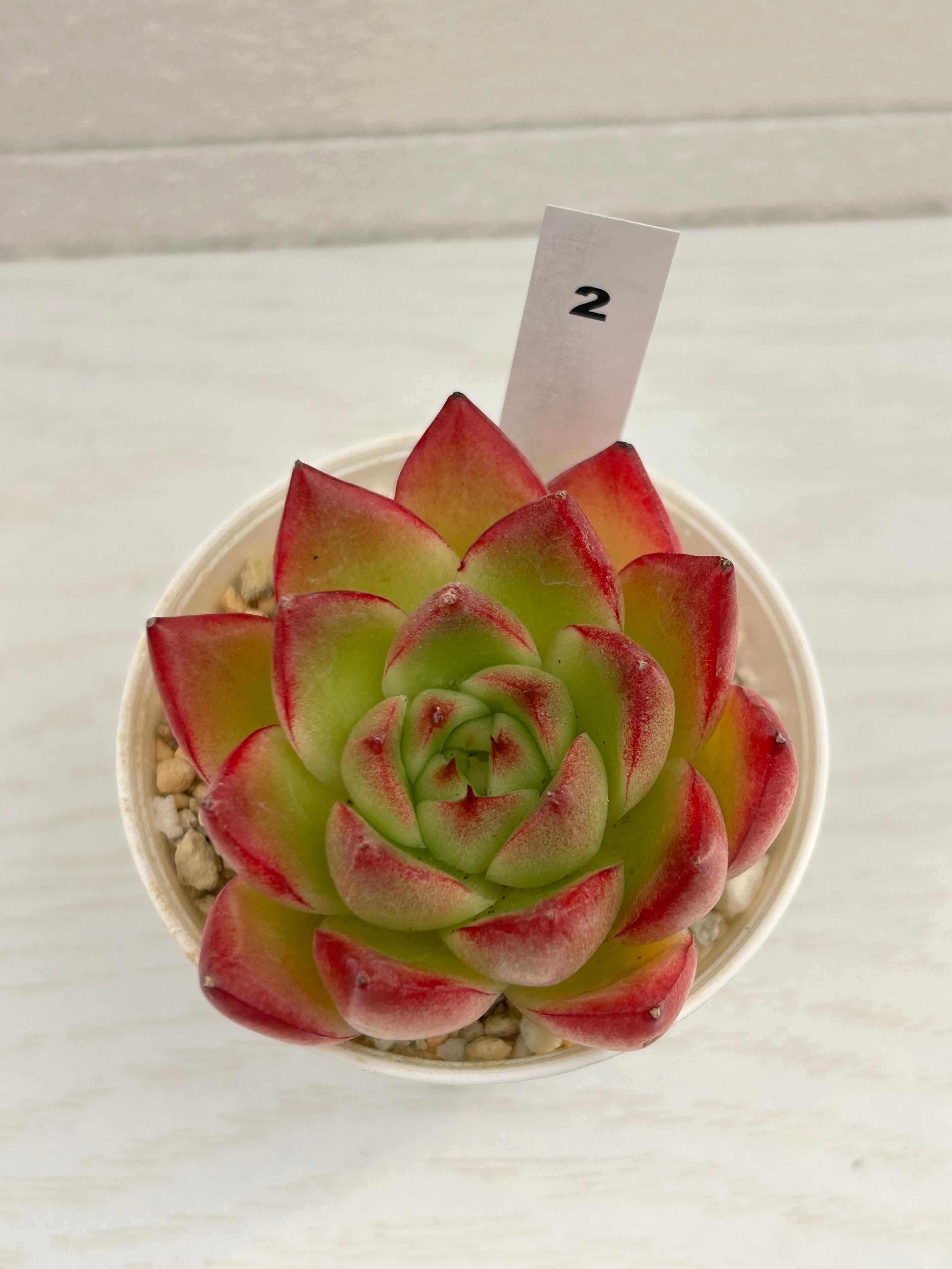 輸入苗 ☆Dream queen No.2