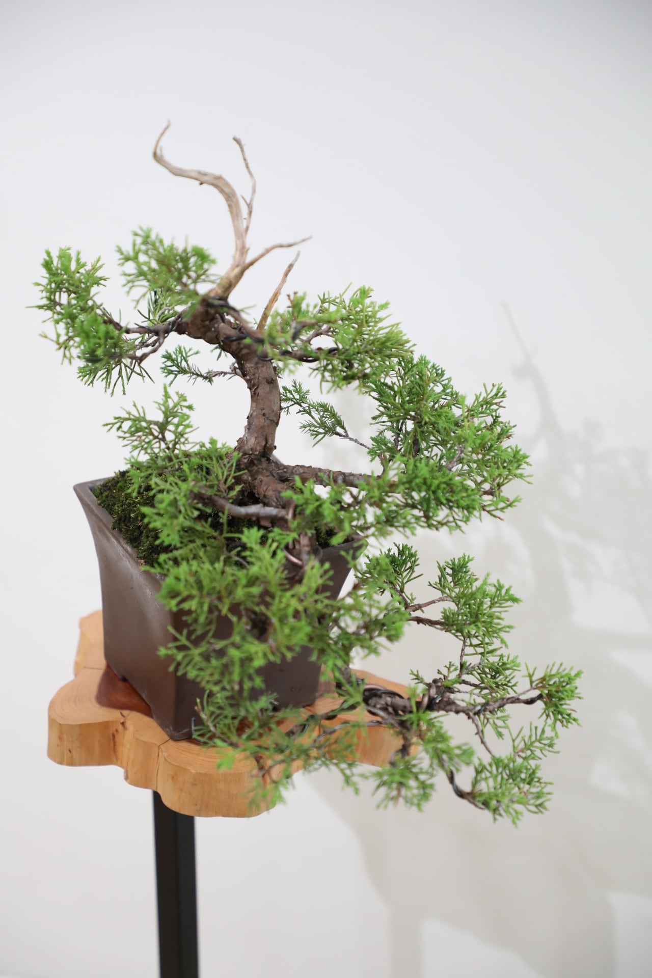 M】糸魚川真柏 盆栽 ※推定樹齢25年/Juniper Shimpaku | 【厳選植物・器