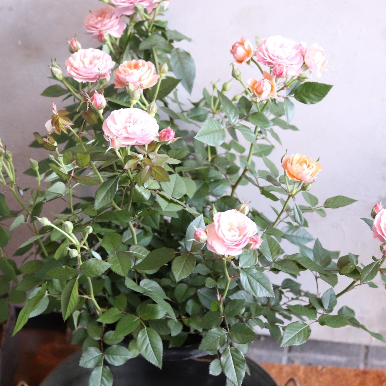 みすけろさま専用:希少　四季咲きミニバラ　カーナハニーゴールド　芳香　おしゃれカラー　丈夫でよく咲く