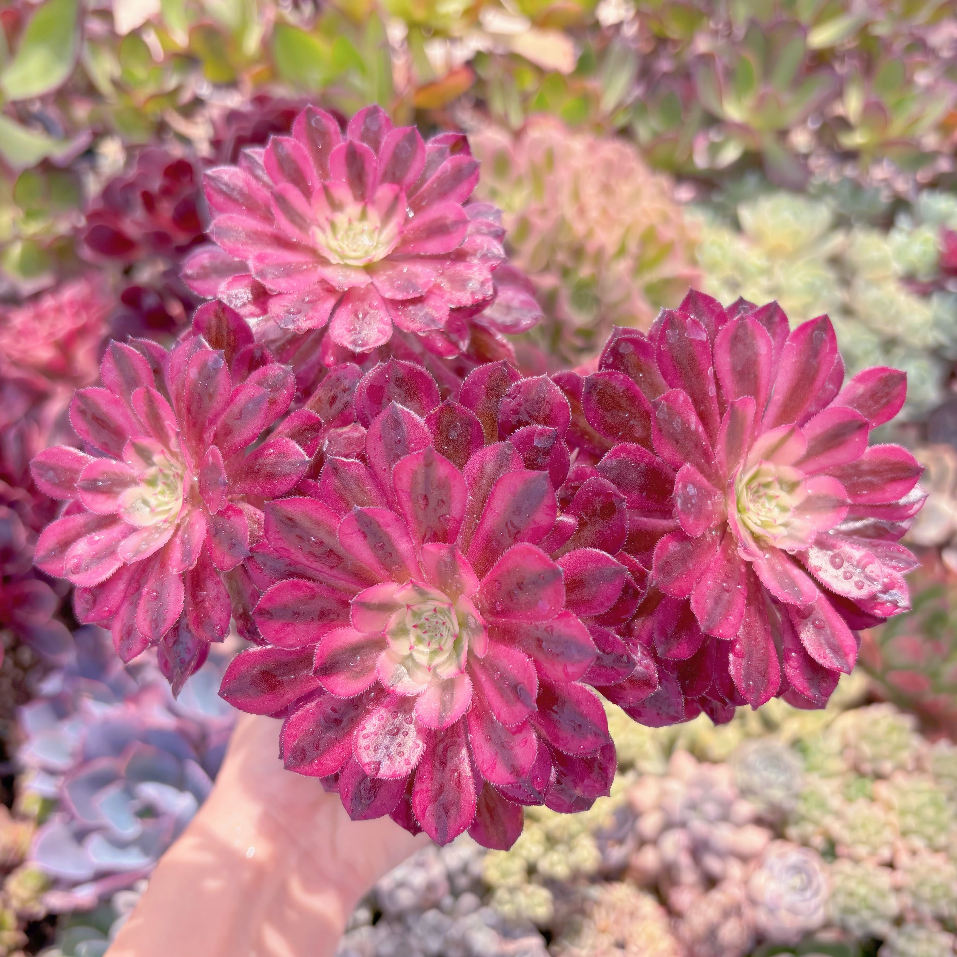 現品　ブラックチェリー#D02　群生　るる農園