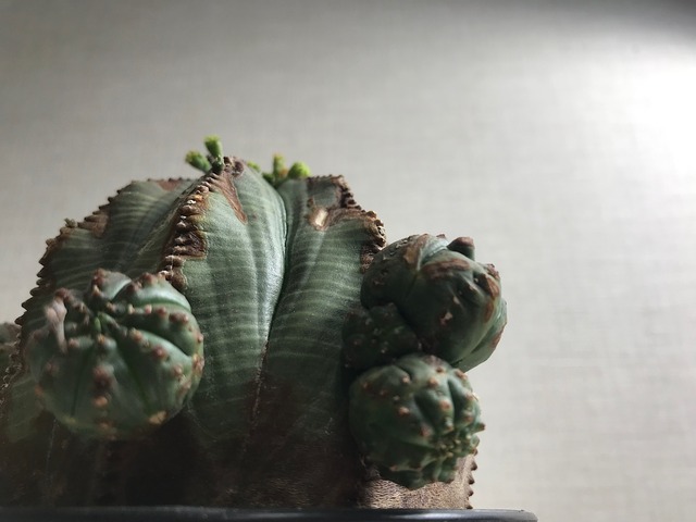 ユーフォルビア オベサ