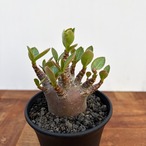 Adenium Arabicum 'Dark Skin'【アデニウムアラビカム・黒肌】