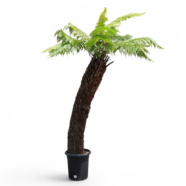Dicksonia antarctica ディクソニア アンタルクティカ 12 木性シダ 全高163cm