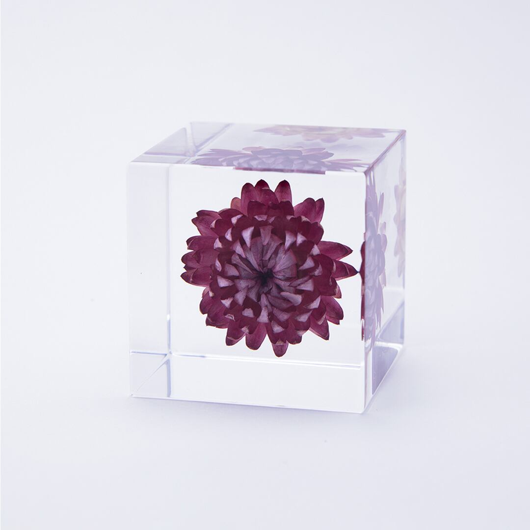 カイガラソウ［solacube］ | REAL Style online shop