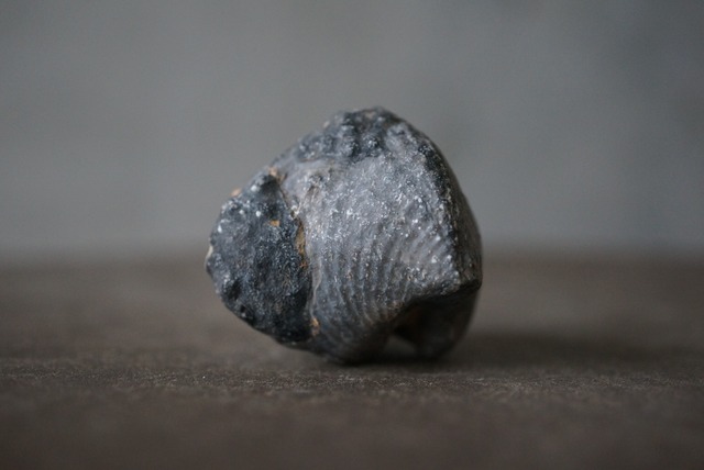 モロッコ産腕足類化石　Spinocyrtia elburzensis 1110