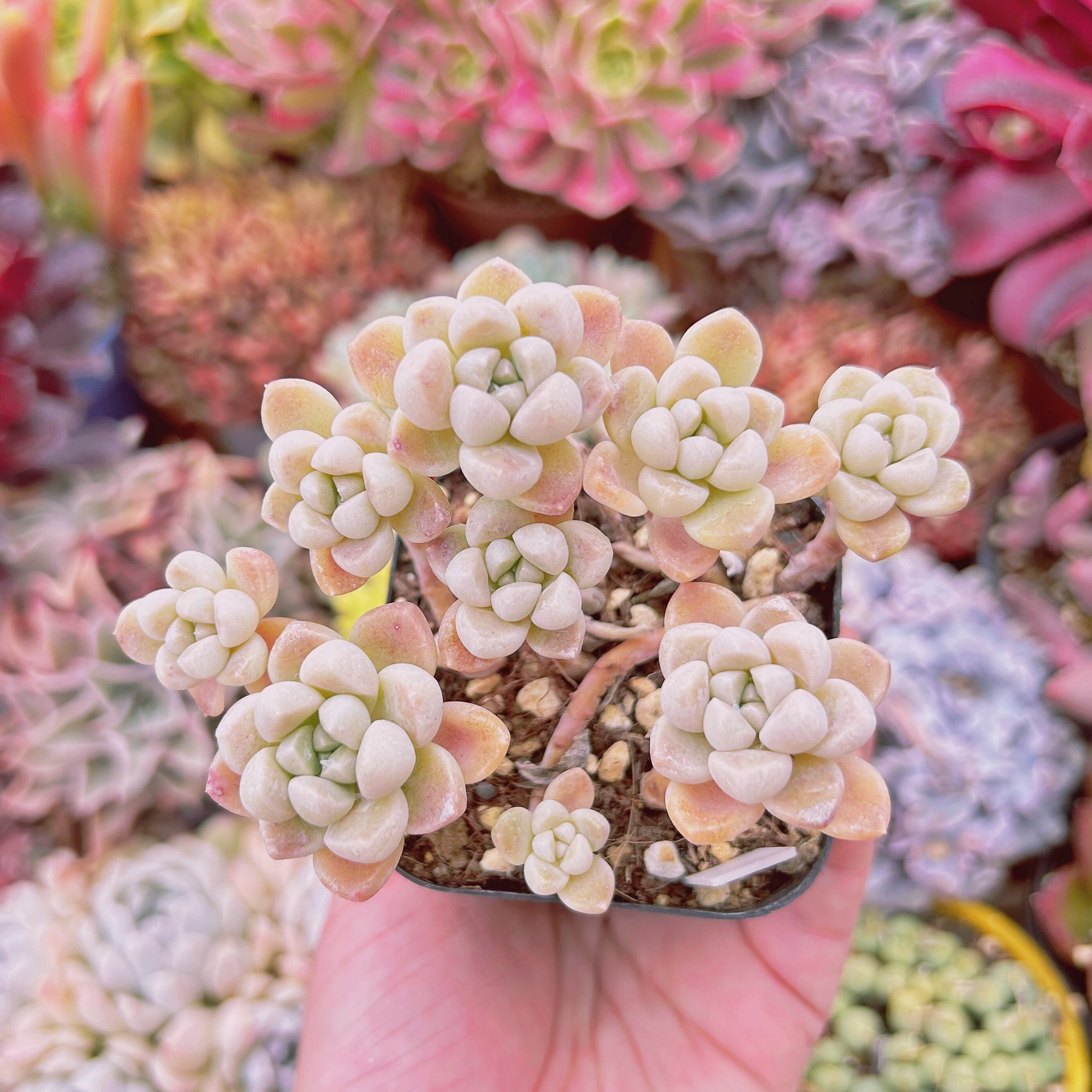 #808現物　多肉植物　ミルキーストーン　抜き苗