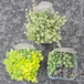 セダム3pot set ④