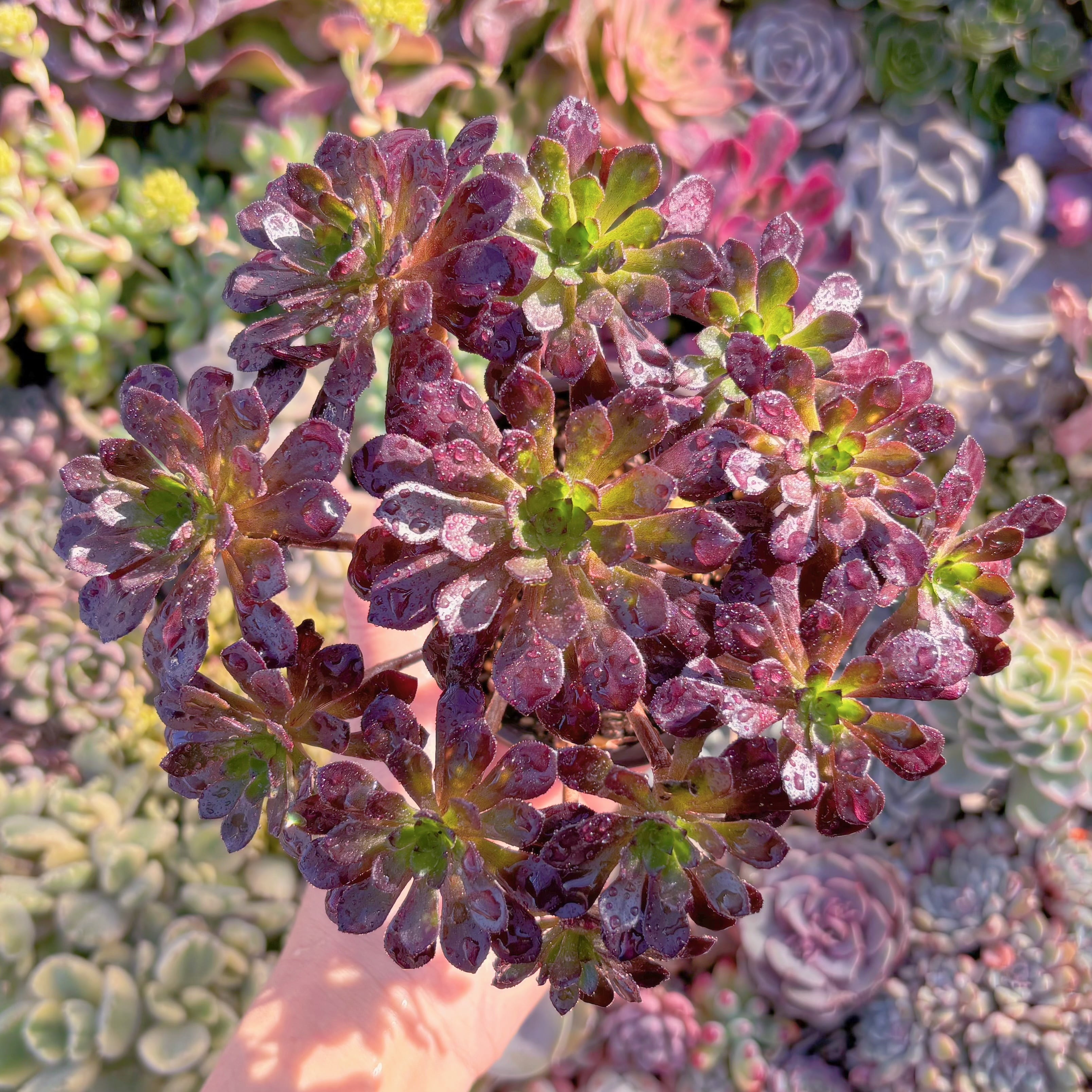 現品　紅日法師#M178　群生　新入荷　るる農園